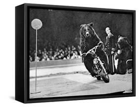 Brown Bear Riding a Motorcycle at the Bertram Mills Circus-null-Framed Stretched Canvas