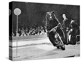 Brown Bear Riding a Motorcycle at the Bertram Mills Circus-null-Stretched Canvas