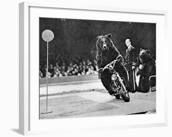 Brown Bear Riding a Motorcycle at the Bertram Mills Circus-null-Framed Photographic Print