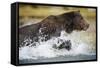 Brown Bear Running Through River at Kinak Bay-Paul Souders-Framed Stretched Canvas