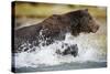 Brown Bear Running Through River at Kinak Bay-Paul Souders-Stretched Canvas