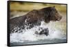 Brown Bear Running Through River at Kinak Bay-Paul Souders-Framed Stretched Canvas