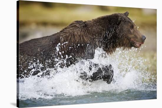 Brown Bear Running Through River at Kinak Bay-Paul Souders-Stretched Canvas