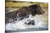 Brown Bear Running Through River at Kinak Bay-Paul Souders-Stretched Canvas