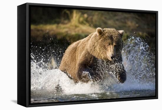 Brown Bear Running Through River at Kinak Bay-Paul Souders-Framed Stretched Canvas