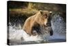 Brown Bear Running Through River at Kinak Bay-Paul Souders-Stretched Canvas