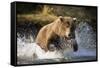 Brown Bear Running Through River at Kinak Bay-Paul Souders-Framed Stretched Canvas