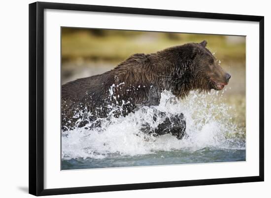 Brown Bear Running Through River at Kinak Bay-Paul Souders-Framed Photographic Print