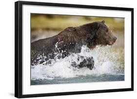 Brown Bear Running Through River at Kinak Bay-Paul Souders-Framed Photographic Print