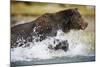 Brown Bear Running Through River at Kinak Bay-Paul Souders-Mounted Photographic Print