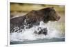 Brown Bear Running Through River at Kinak Bay-Paul Souders-Framed Photographic Print