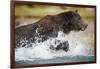 Brown Bear Running Through River at Kinak Bay-Paul Souders-Framed Photographic Print