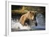 Brown Bear Running Through River at Kinak Bay-Paul Souders-Framed Photographic Print