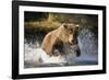 Brown Bear Running Through River at Kinak Bay-Paul Souders-Framed Photographic Print