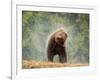 Brown bear shaking water from its coat, Romania-Bence Mate-Framed Photographic Print