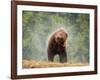 Brown bear shaking water from its coat, Romania-Bence Mate-Framed Photographic Print