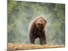 Brown bear shaking water from its coat, Romania-Bence Mate-Mounted Photographic Print