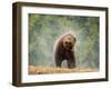 Brown bear shaking water from its coat, Romania-Bence Mate-Framed Photographic Print