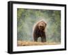 Brown bear shaking water from its coat, Romania-Bence Mate-Framed Photographic Print