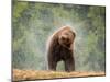 Brown bear shaking water from its coat, Romania-Bence Mate-Mounted Photographic Print