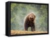 Brown bear shaking water from its coat, Romania-Bence Mate-Framed Stretched Canvas