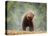 Brown bear shaking water from its coat, Romania-Bence Mate-Stretched Canvas