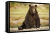 Brown Bear Sitting on Gravel Bar at Kinak Bay-Paul Souders-Framed Stretched Canvas