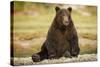 Brown Bear Sitting on Gravel Bar at Kinak Bay-Paul Souders-Stretched Canvas