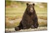 Brown Bear Sitting on Gravel Bar at Kinak Bay-Paul Souders-Stretched Canvas