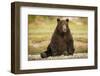 Brown Bear Sitting on Gravel Bar at Kinak Bay-Paul Souders-Framed Photographic Print