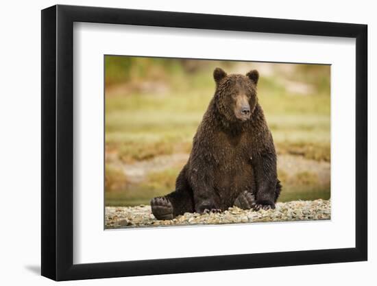 Brown Bear Sitting on Gravel Bar at Kinak Bay-Paul Souders-Framed Photographic Print