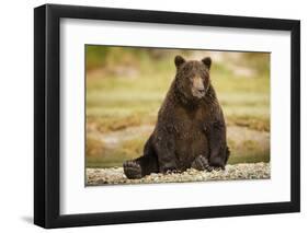 Brown Bear Sitting on Gravel Bar at Kinak Bay-Paul Souders-Framed Photographic Print
