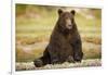 Brown Bear Sitting on Gravel Bar at Kinak Bay-Paul Souders-Framed Photographic Print