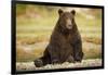 Brown Bear Sitting on Gravel Bar at Kinak Bay-Paul Souders-Framed Photographic Print