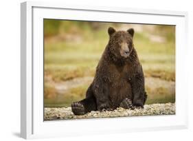 Brown Bear Sitting on Gravel Bar at Kinak Bay-Paul Souders-Framed Photographic Print