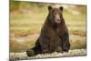 Brown Bear Sitting on Gravel Bar at Kinak Bay-Paul Souders-Mounted Photographic Print