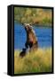 Brown Bear Sow and Cub-Paul Souders-Framed Stretched Canvas