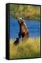 Brown Bear Sow and Cub-Paul Souders-Framed Stretched Canvas