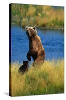 Brown Bear Sow and Cub-Paul Souders-Stretched Canvas