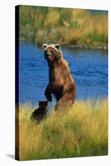 Brown Bear Sow and Cub-Paul Souders-Stretched Canvas