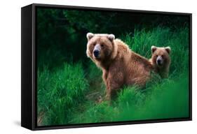 Brown Bear Sow and Cub-null-Framed Stretched Canvas