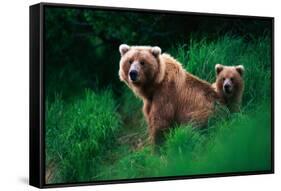 Brown Bear Sow and Cub-null-Framed Stretched Canvas