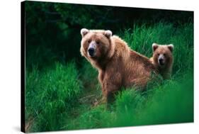 Brown Bear Sow and Cub-null-Stretched Canvas