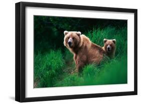 Brown Bear Sow and Cub-null-Framed Premium Photographic Print