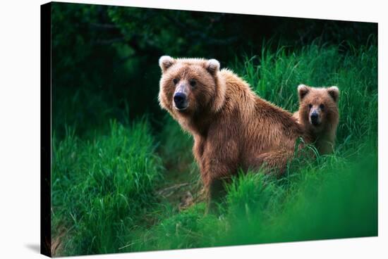 Brown Bear Sow and Cub-null-Stretched Canvas
