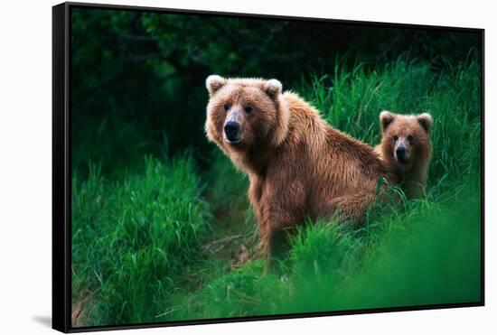 Brown Bear Sow and Cub-null-Framed Stretched Canvas