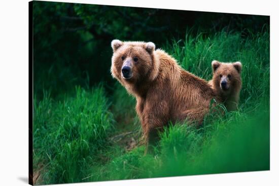Brown Bear Sow and Cub-null-Stretched Canvas