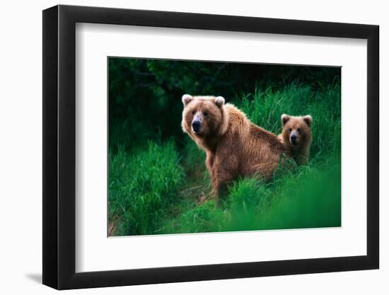 Brown Bear Sow and Cub-null-Framed Premium Photographic Print