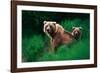 Brown Bear Sow and Cub-null-Framed Photographic Print