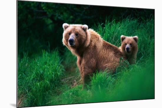 Brown Bear Sow and Cub-null-Mounted Photographic Print
